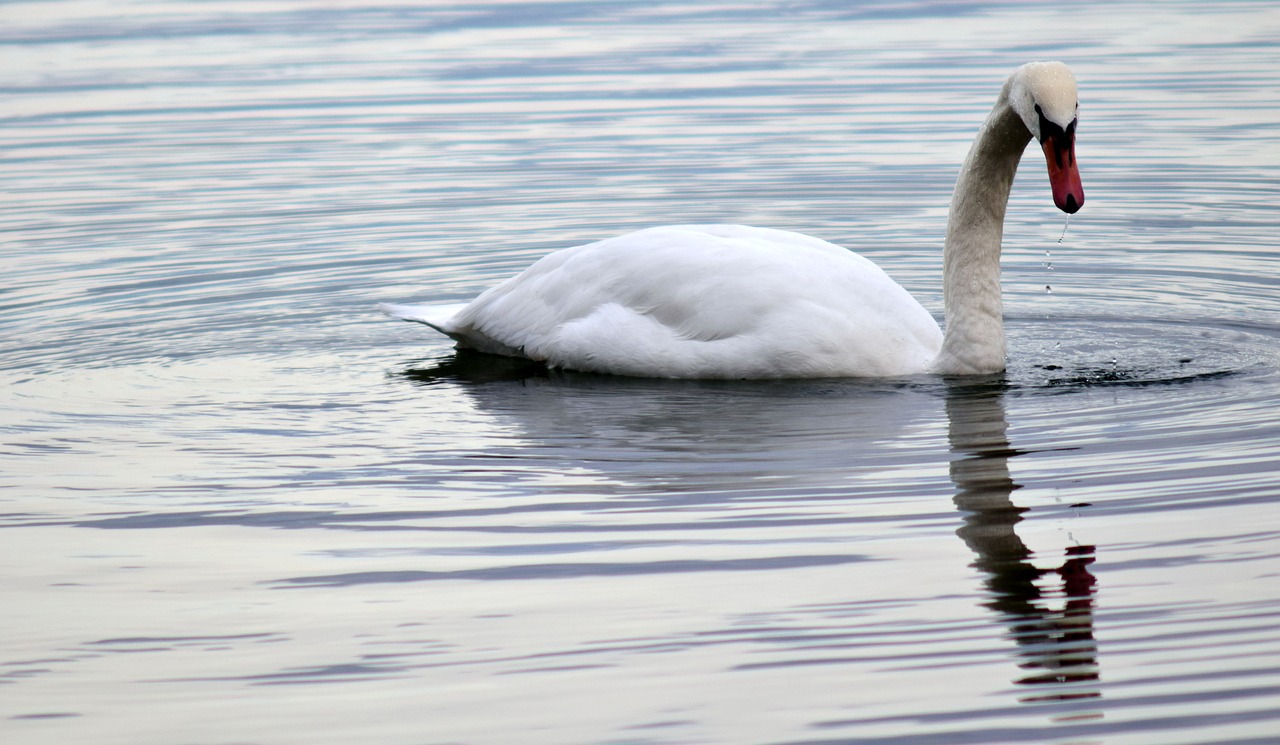 swan schwimmvogel water bird free photo
