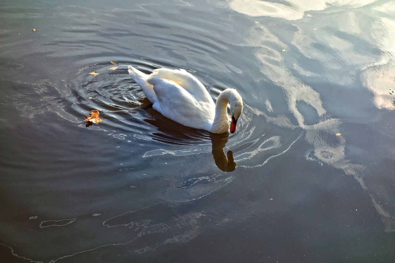 swan bird waterbird free photo