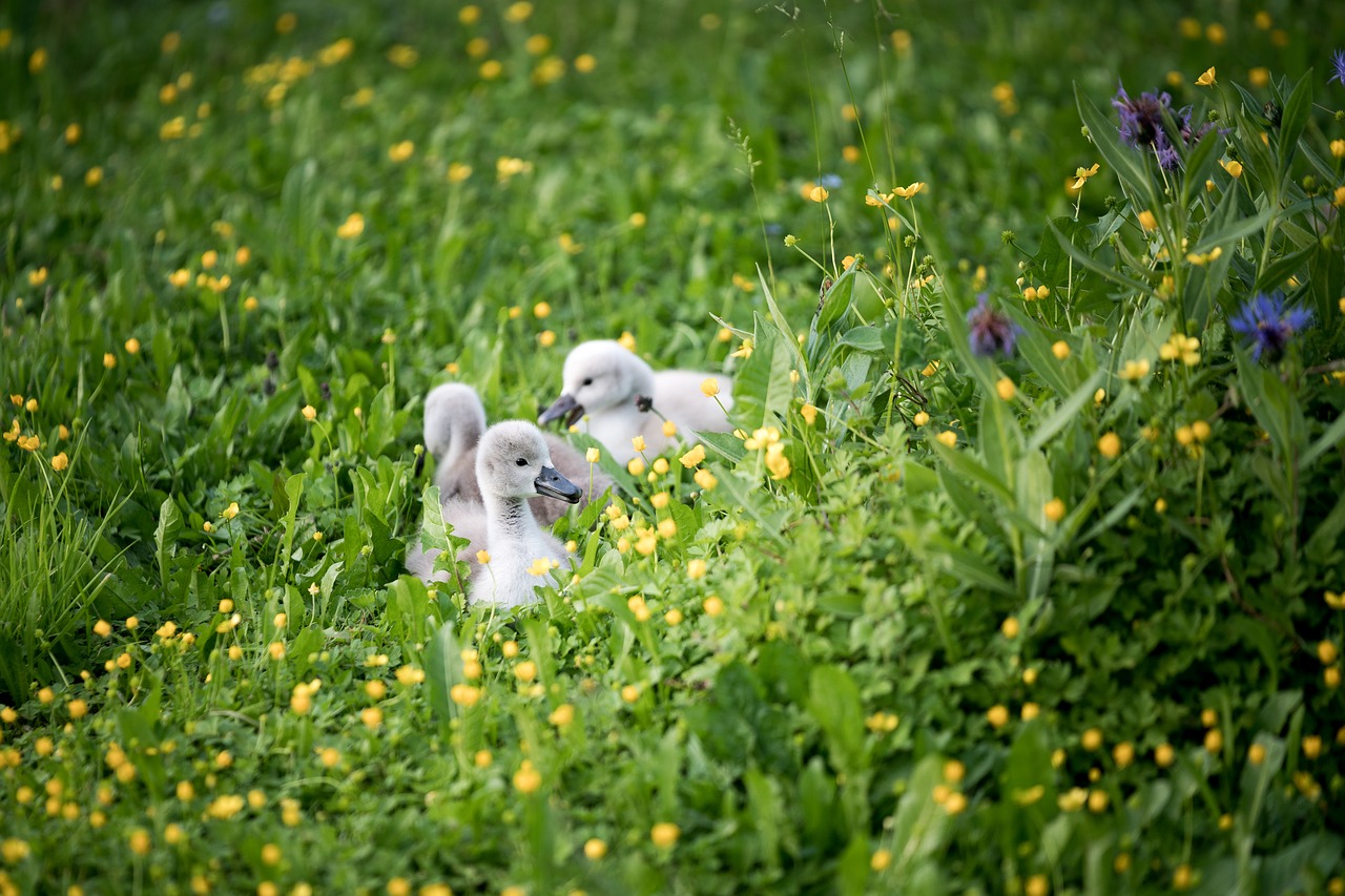 swan meadow white free photo