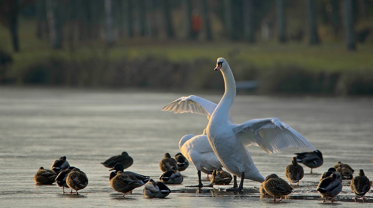 swan duck majestic free photo