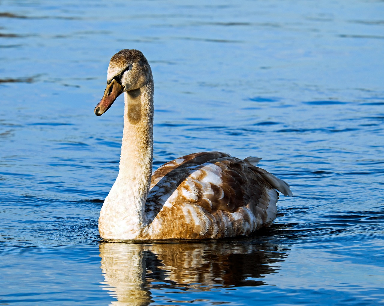 swan cygnet water bird free photo