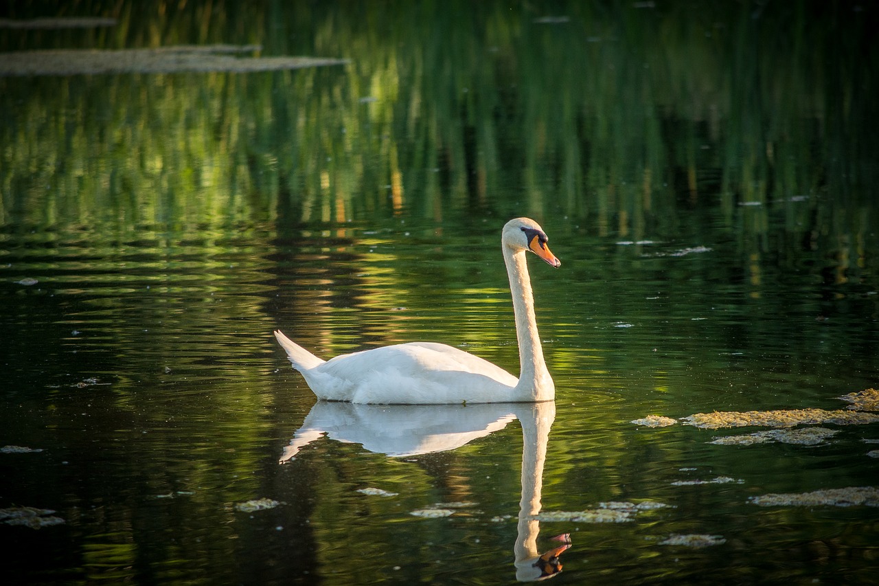 swan lake waters free photo