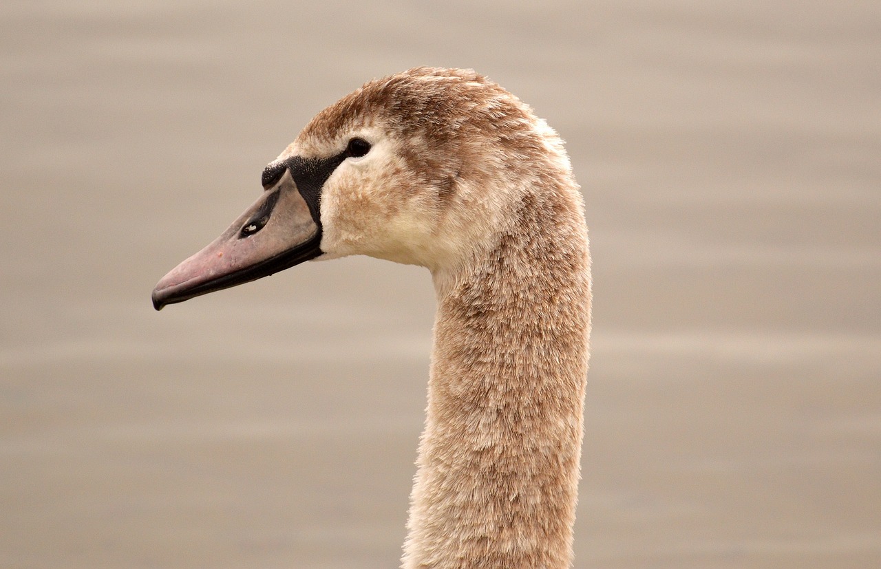 swan young animal cygnet free photo