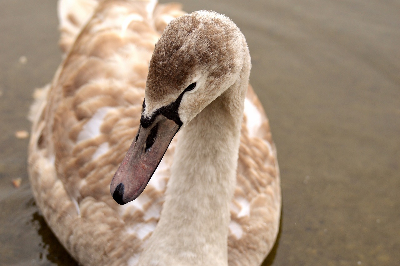 swan young animal cygnet free photo