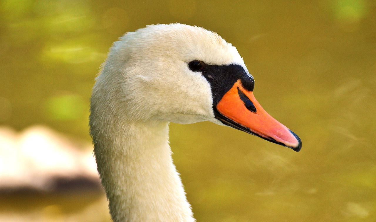 swan close bird free photo