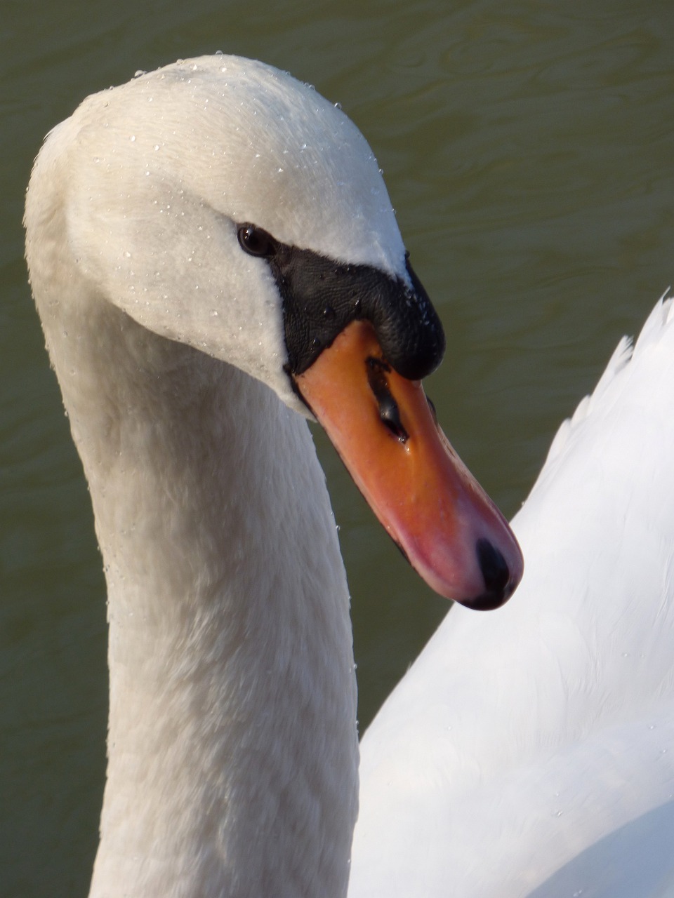 swan bird body of water free photo