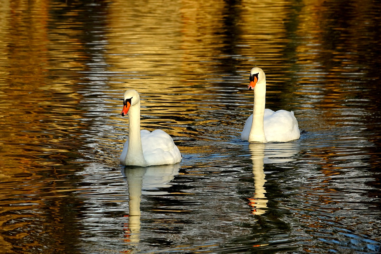 swan waters lake free photo