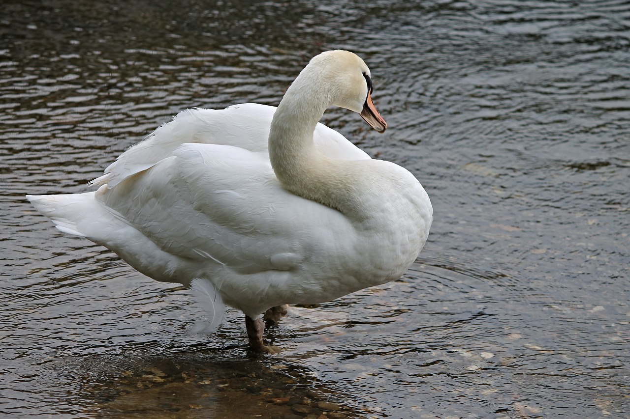 swan clean stand free photo