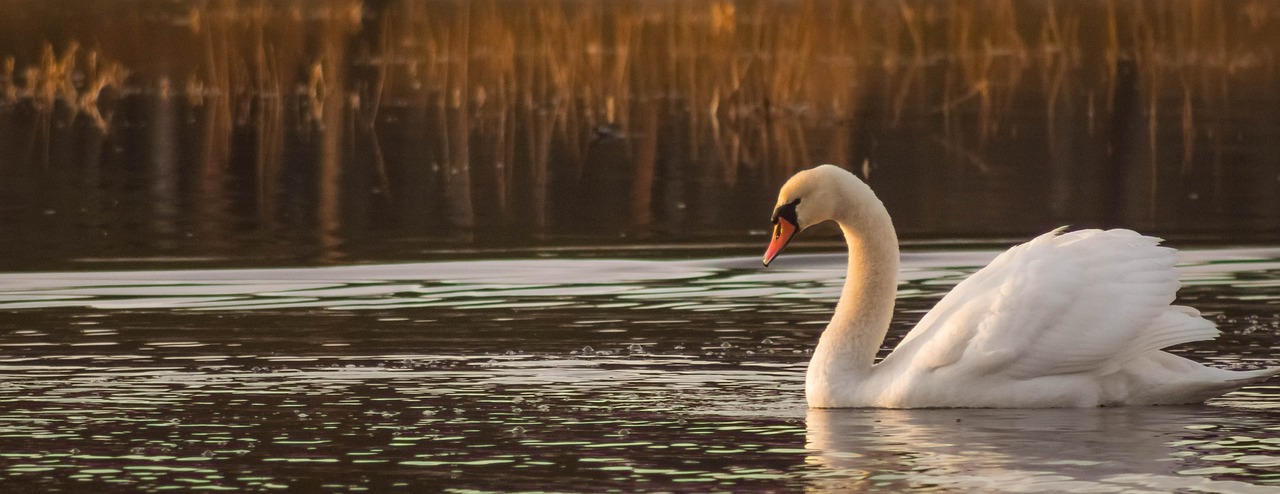 swan birds water bird free photo