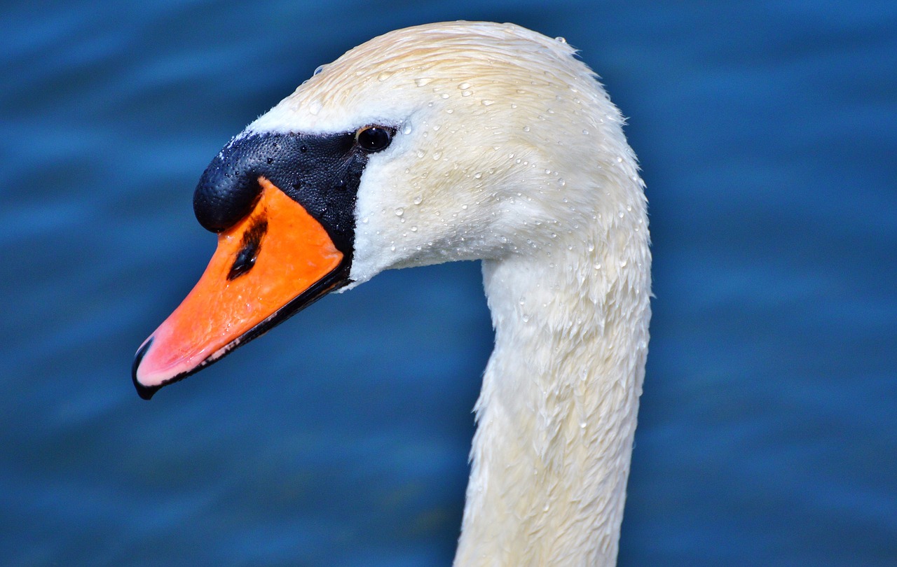 swan swan head water bird free photo