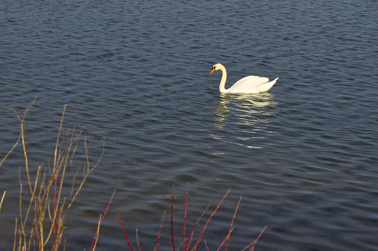 swan lake animal free photo