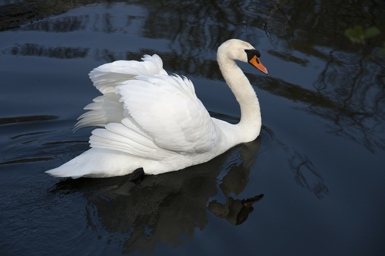 swan pen water bird free photo