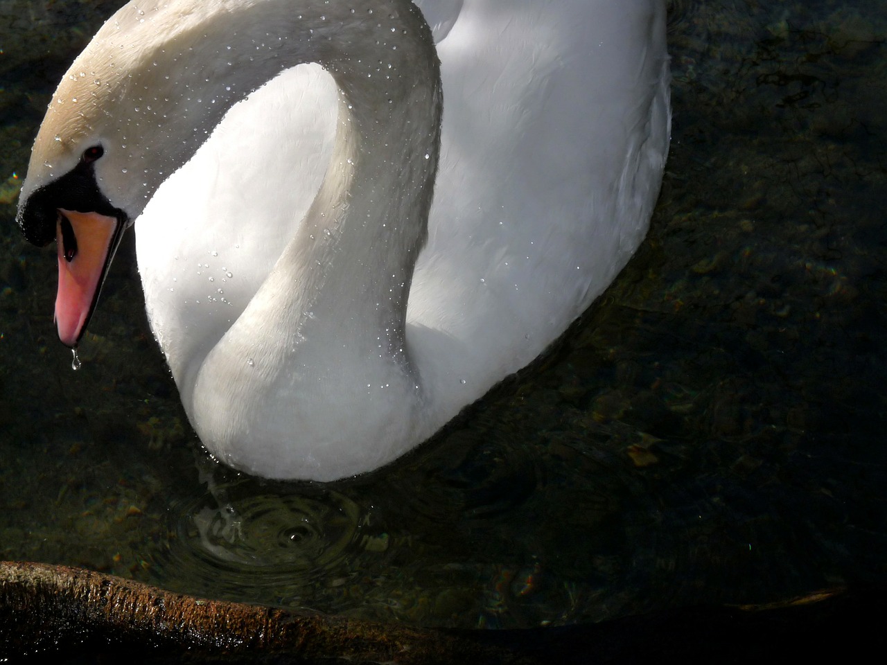 swan white beautiful free photo