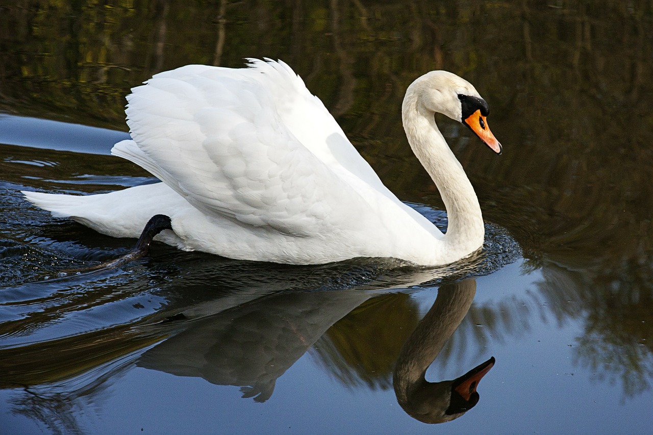 swan water bird water free photo