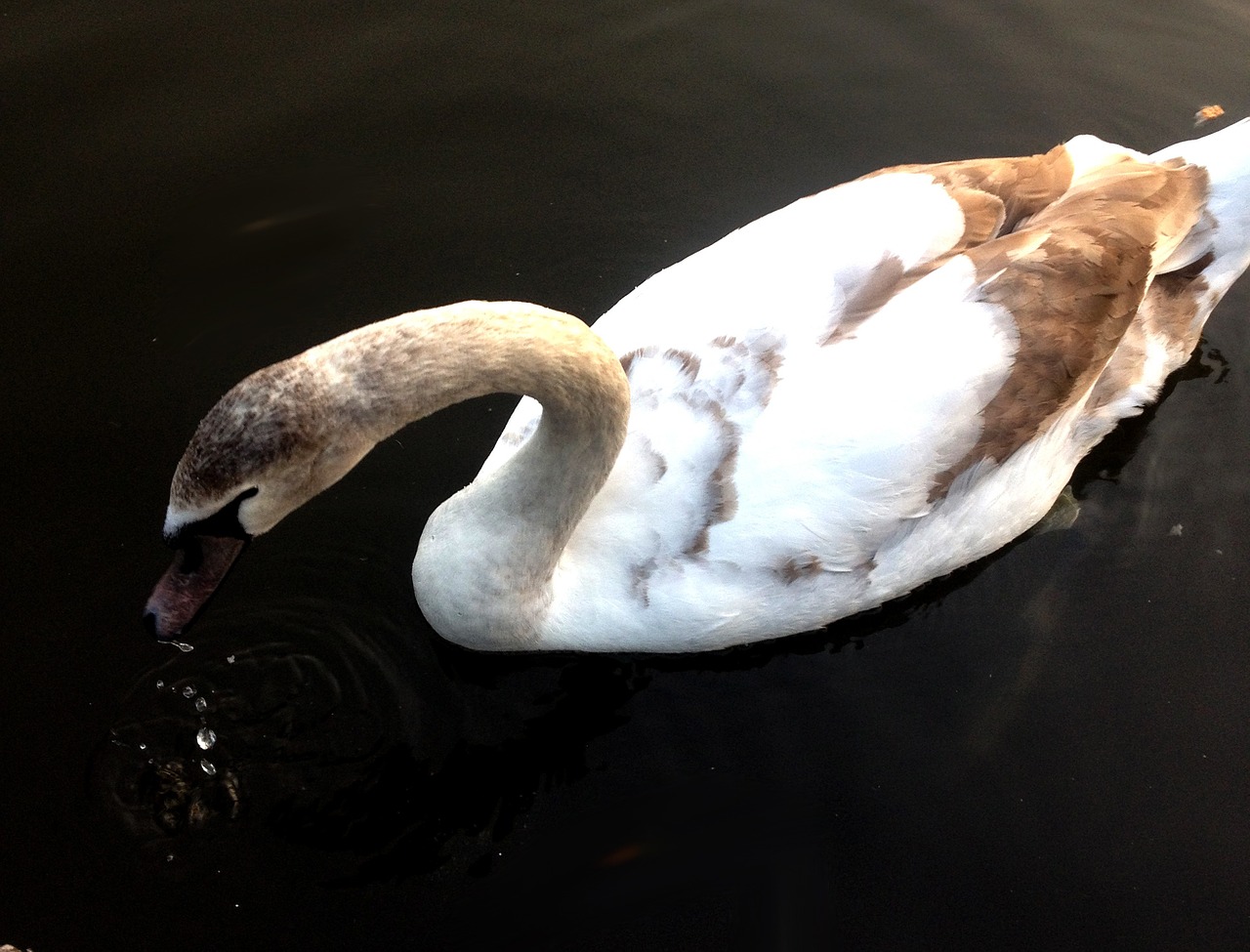 swan white beautiful free photo