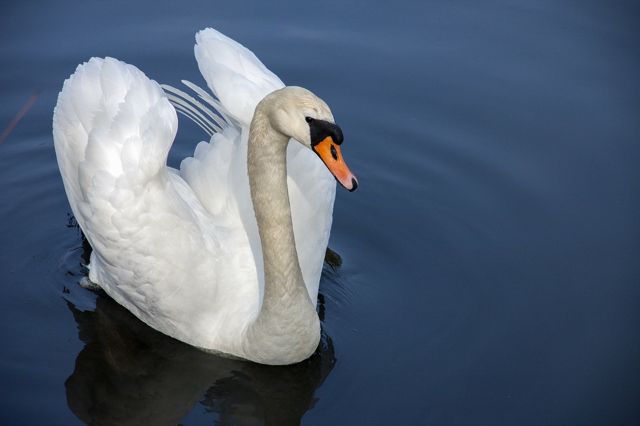 swan water bird nature free photo