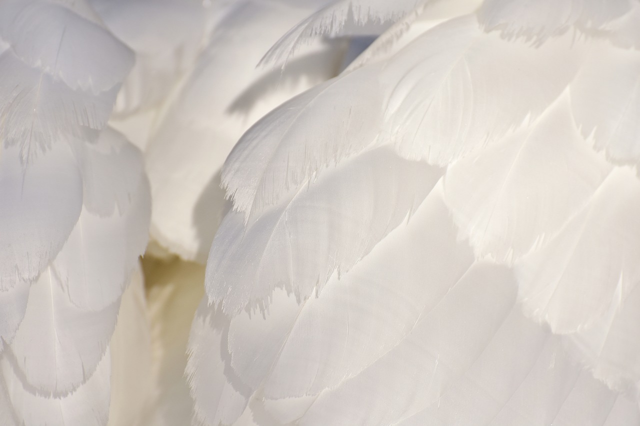 swan feather plumage free photo