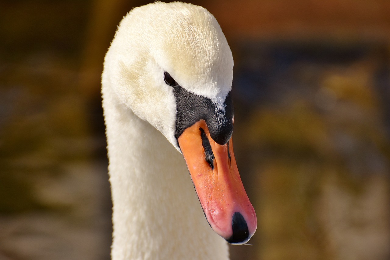 swan elegant noble free photo