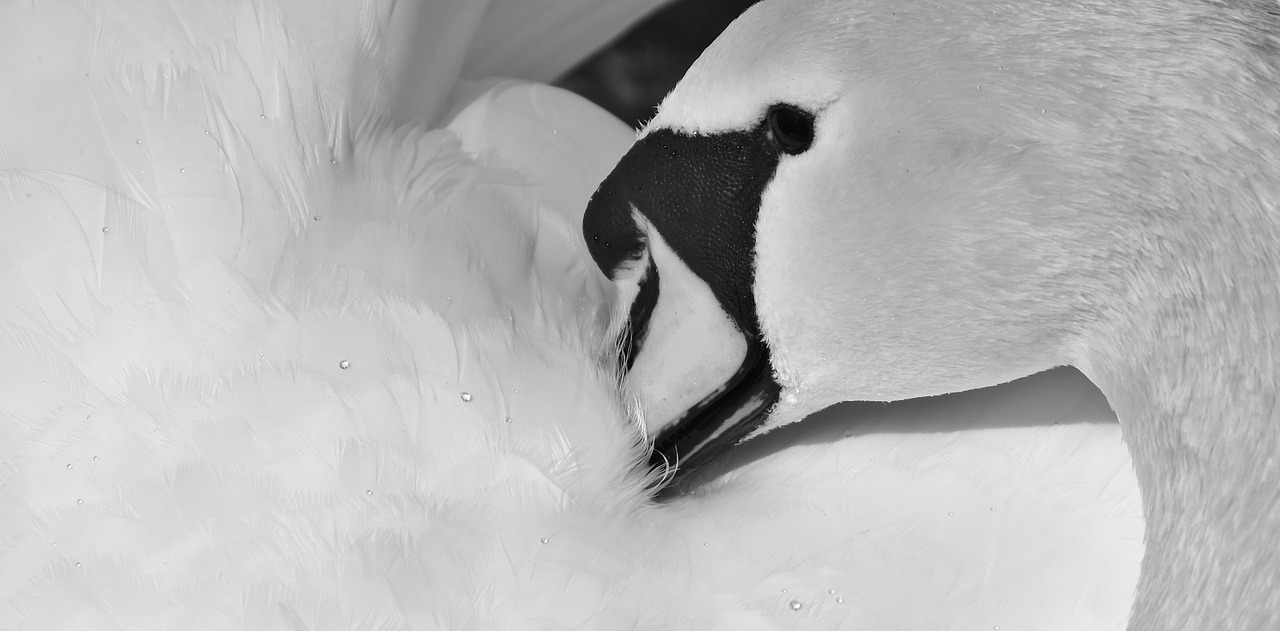 swan feather plumage free photo