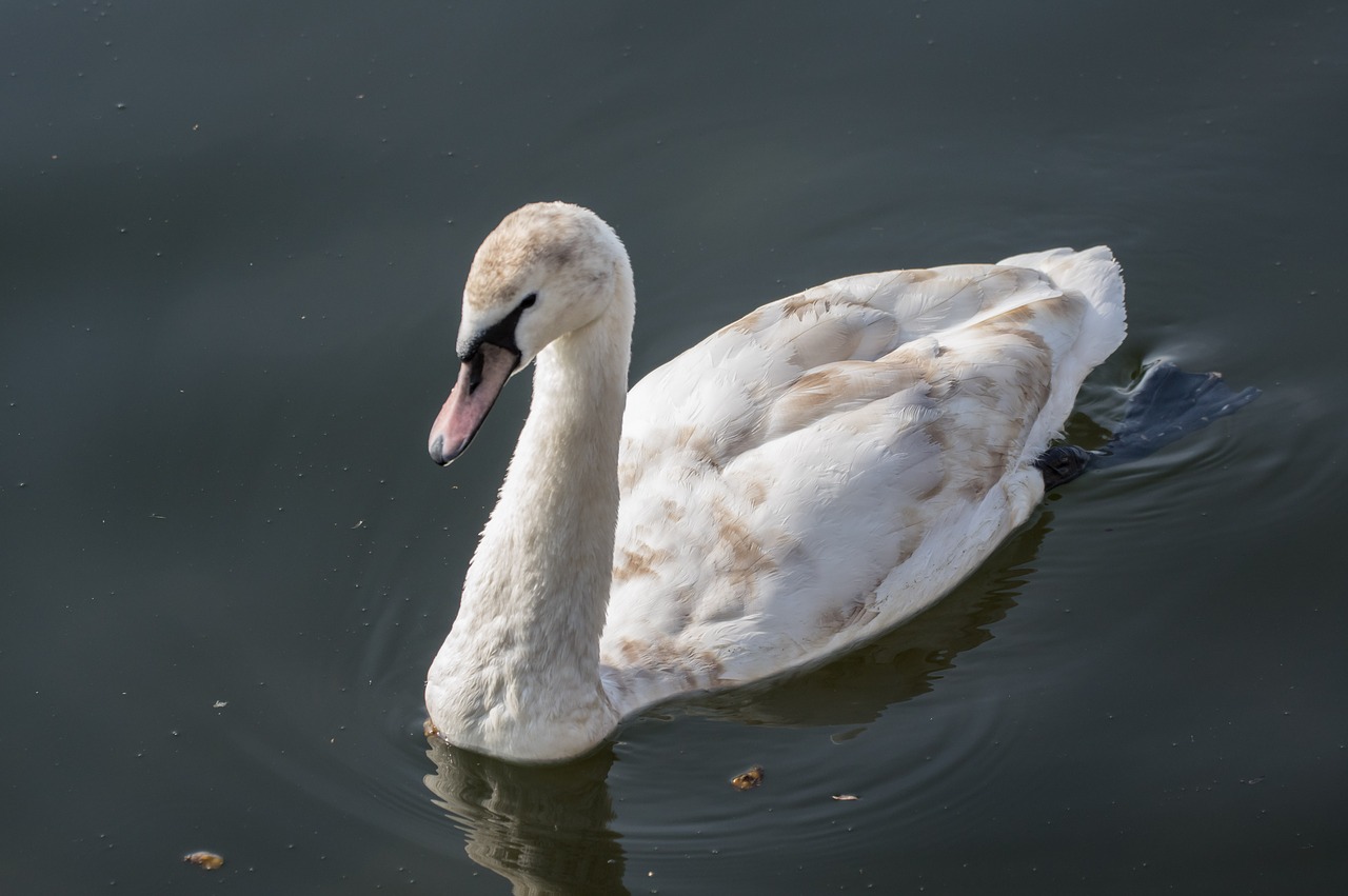 swan waters bird free photo