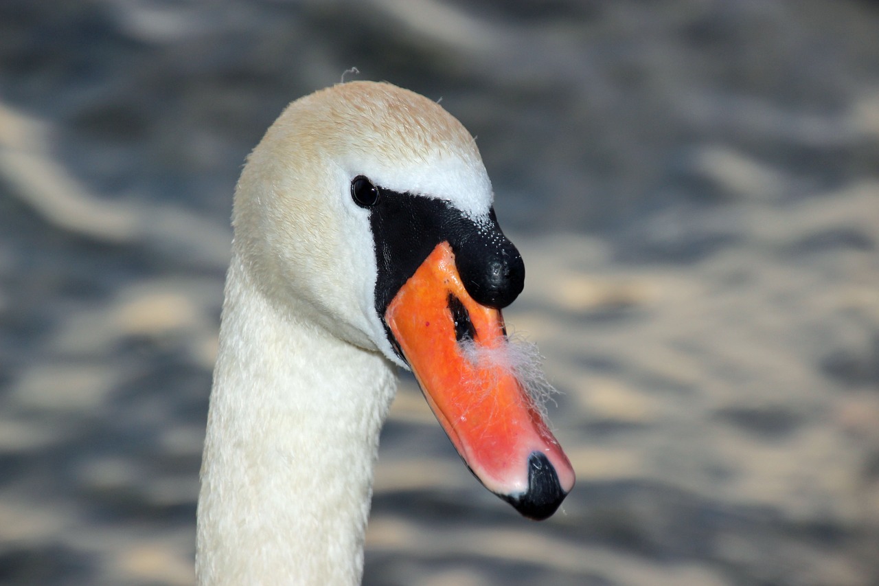 swan bill lake free photo