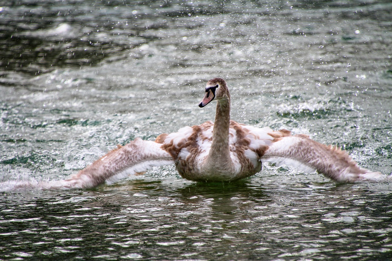 swan lake young swan free photo