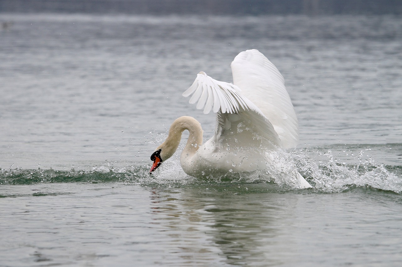 swan lake white swan free photo