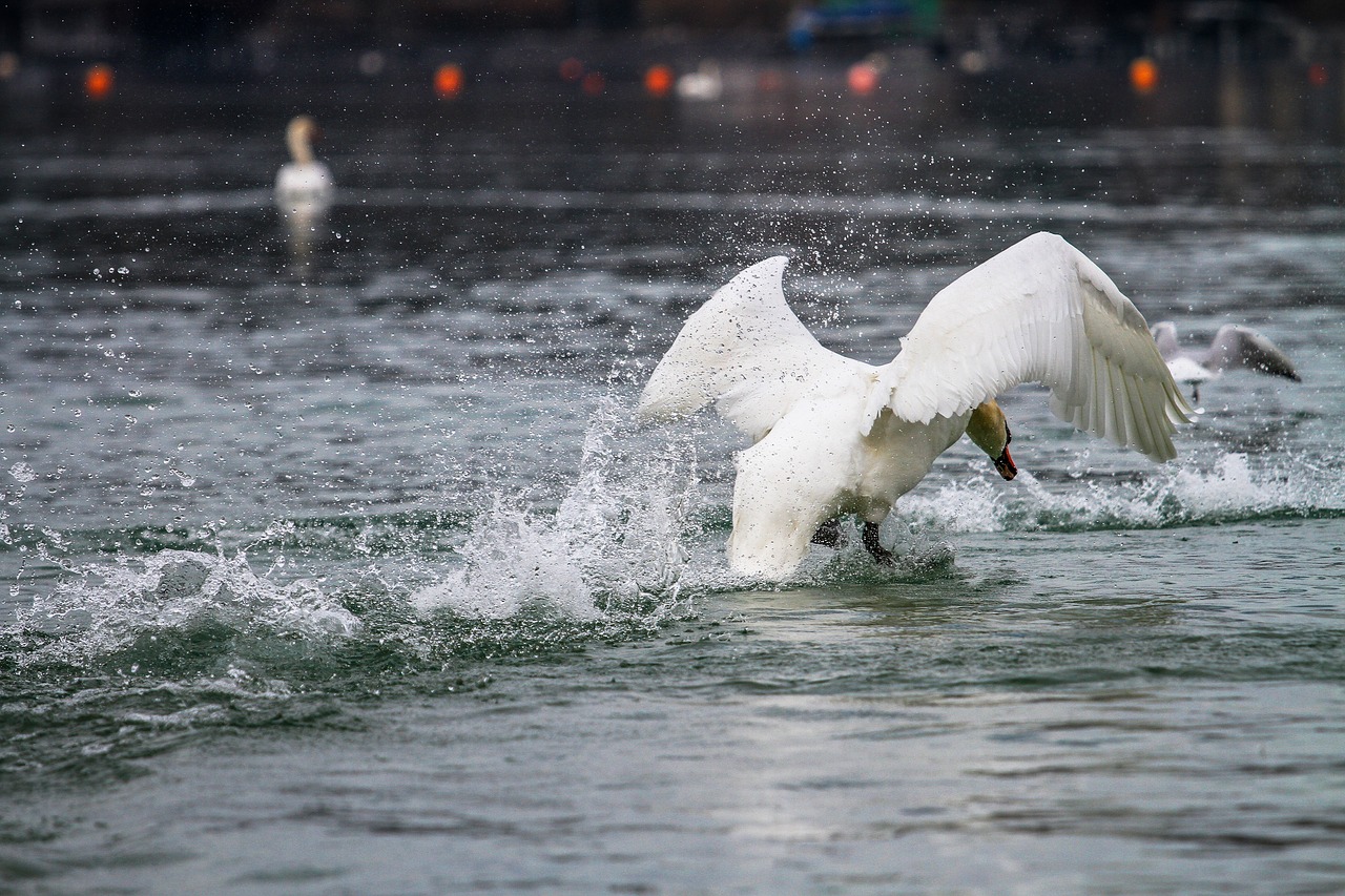 swan lake flight landing free photo