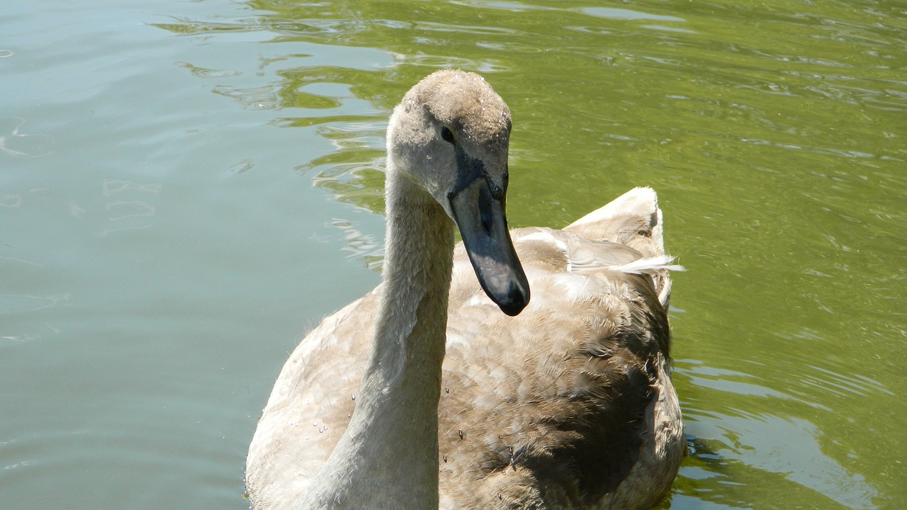 swan white water bird free photo