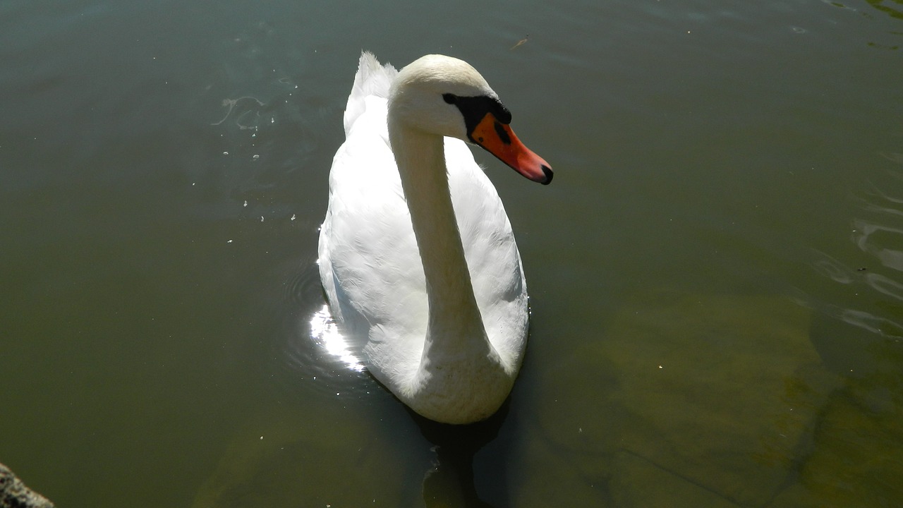 swan white water bird free photo