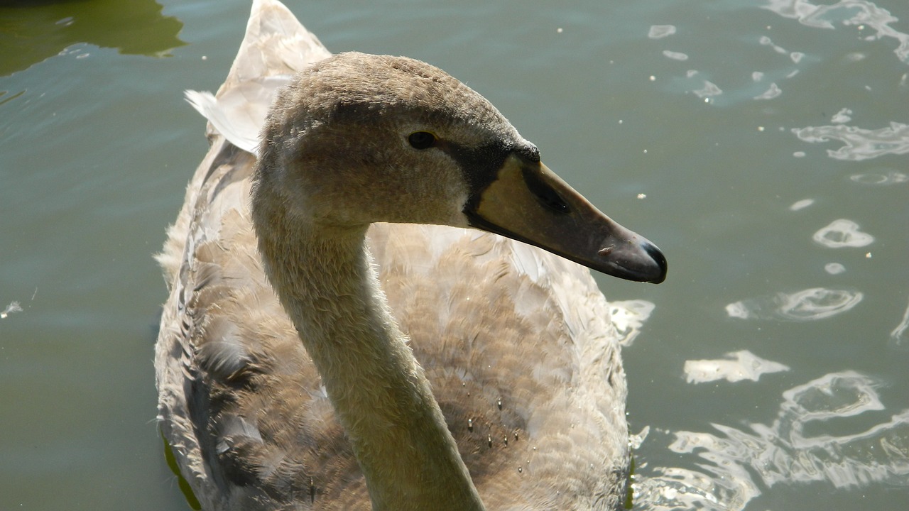 swan white water free photo