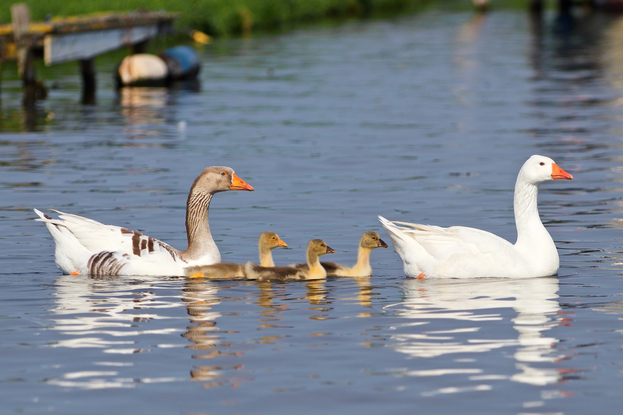 swan goose duck free photo