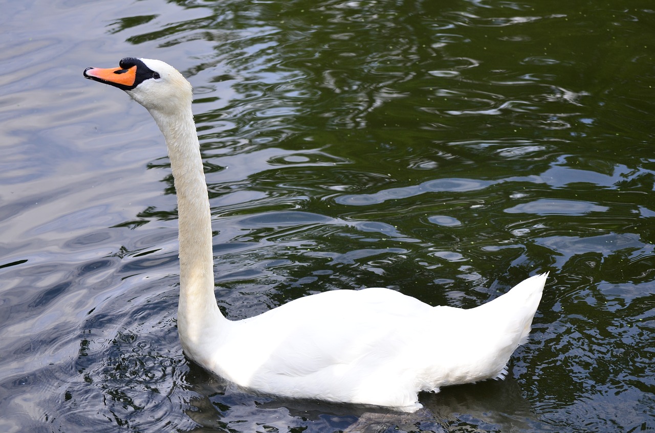 swan bird water free photo