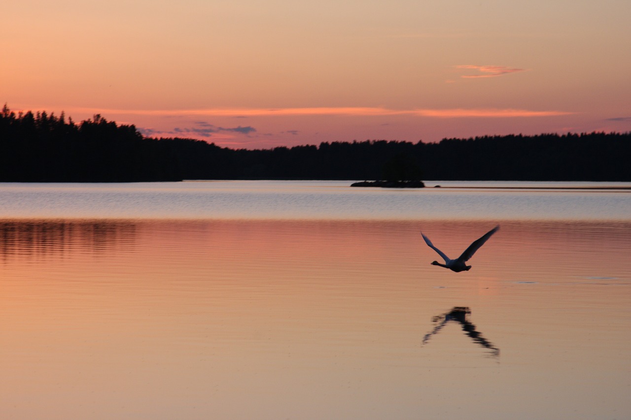 swan sunset nature free photo