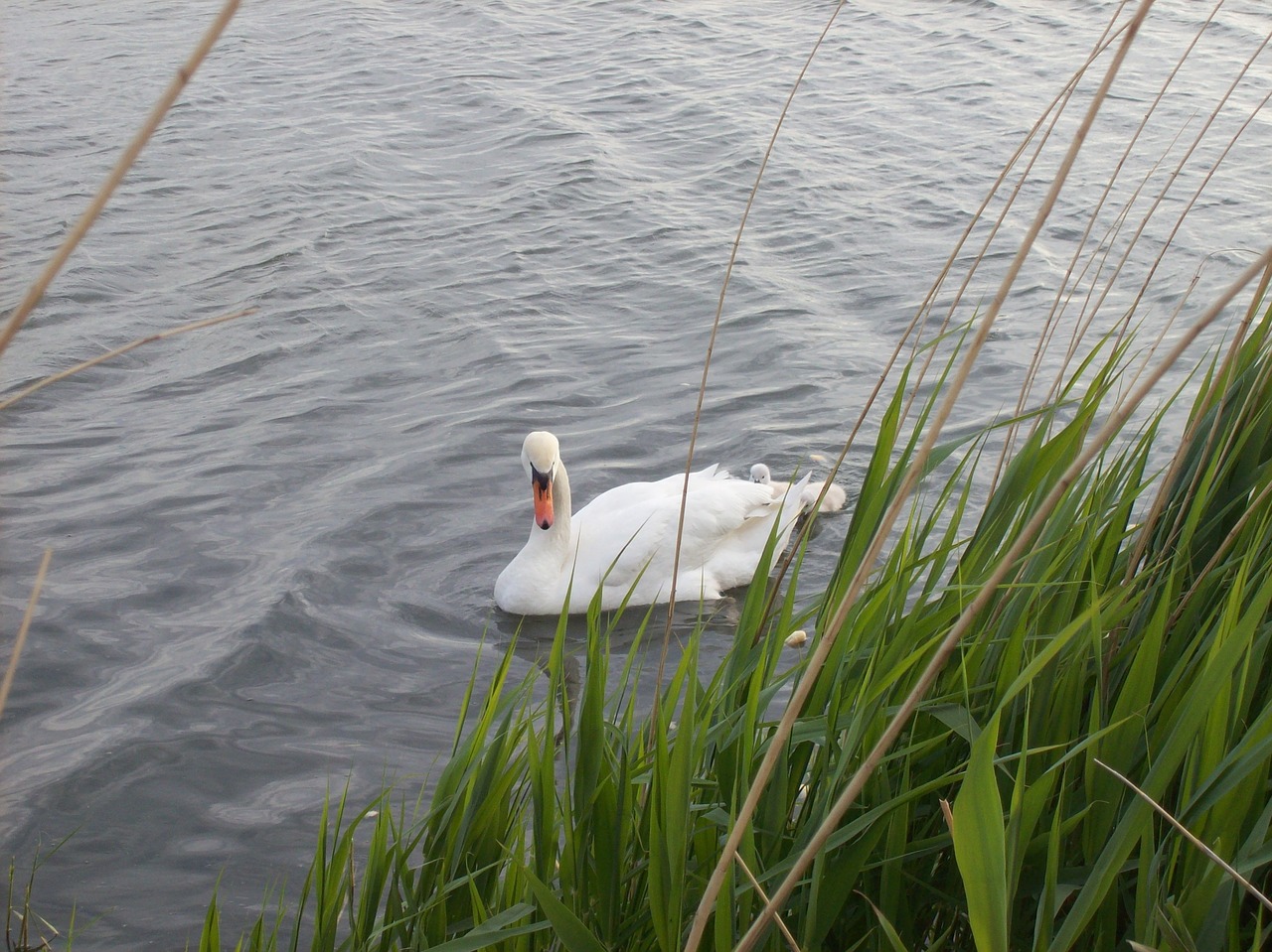 swan water bird nature free photo