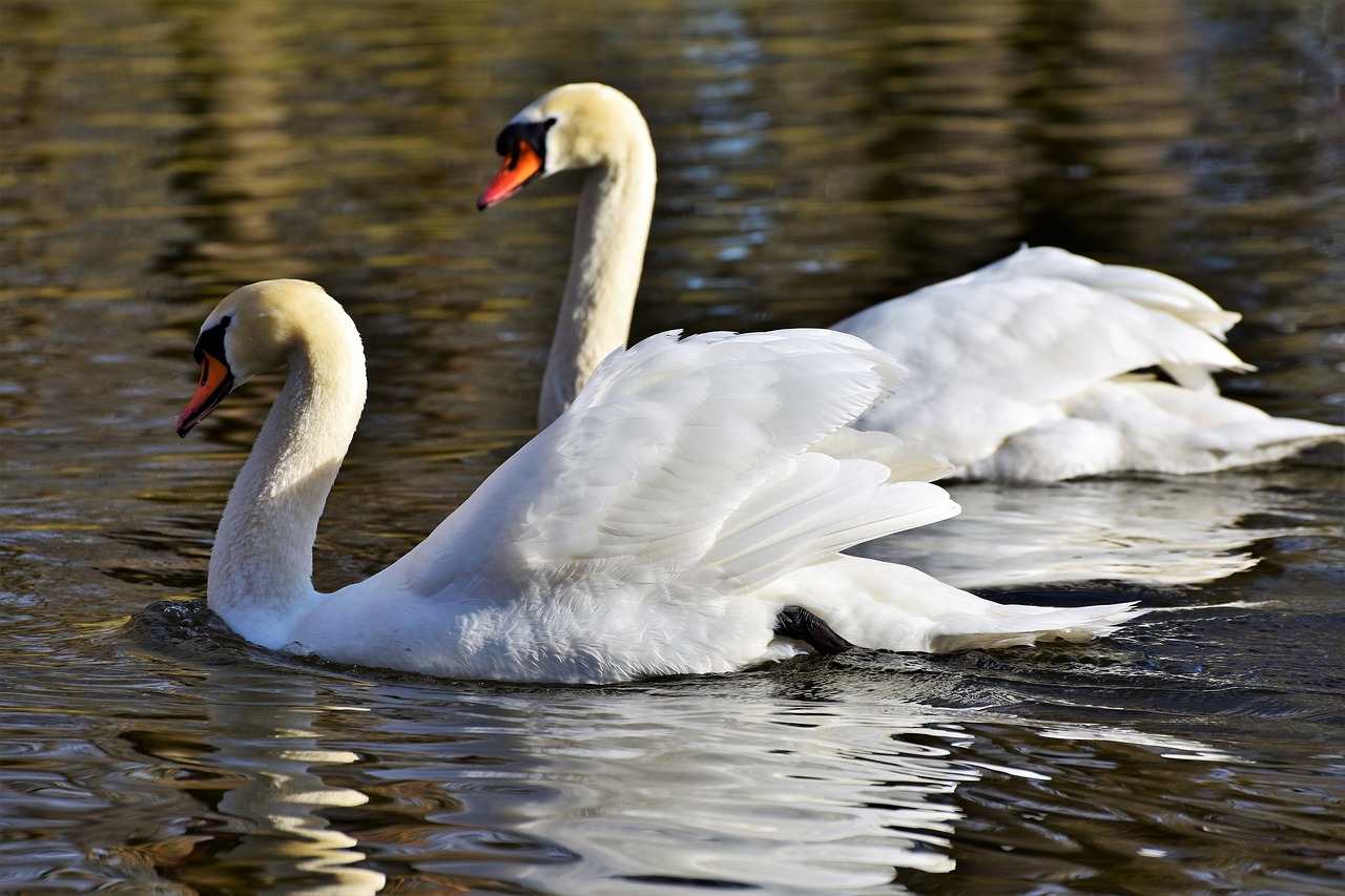 swan water bird schwimmvogel free photo