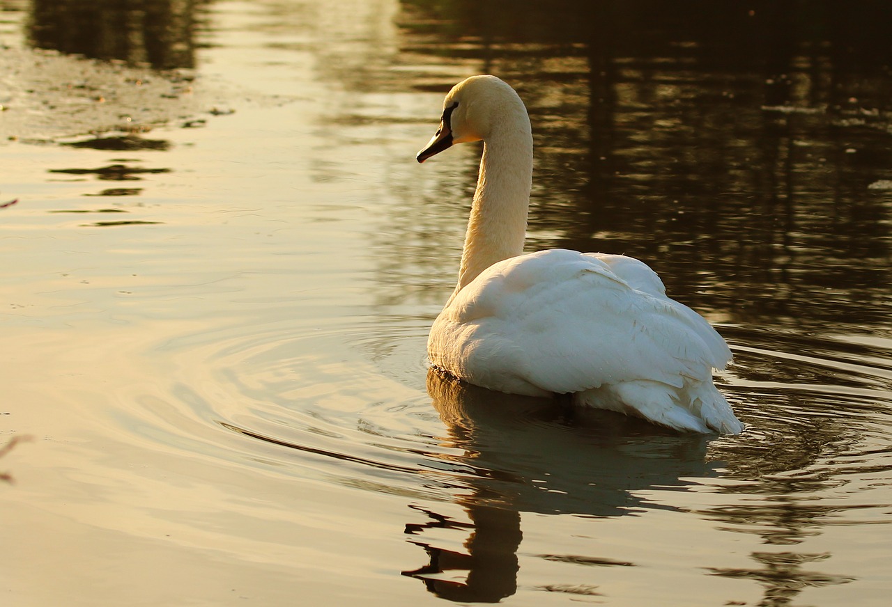 swan waterfowl pond free photo