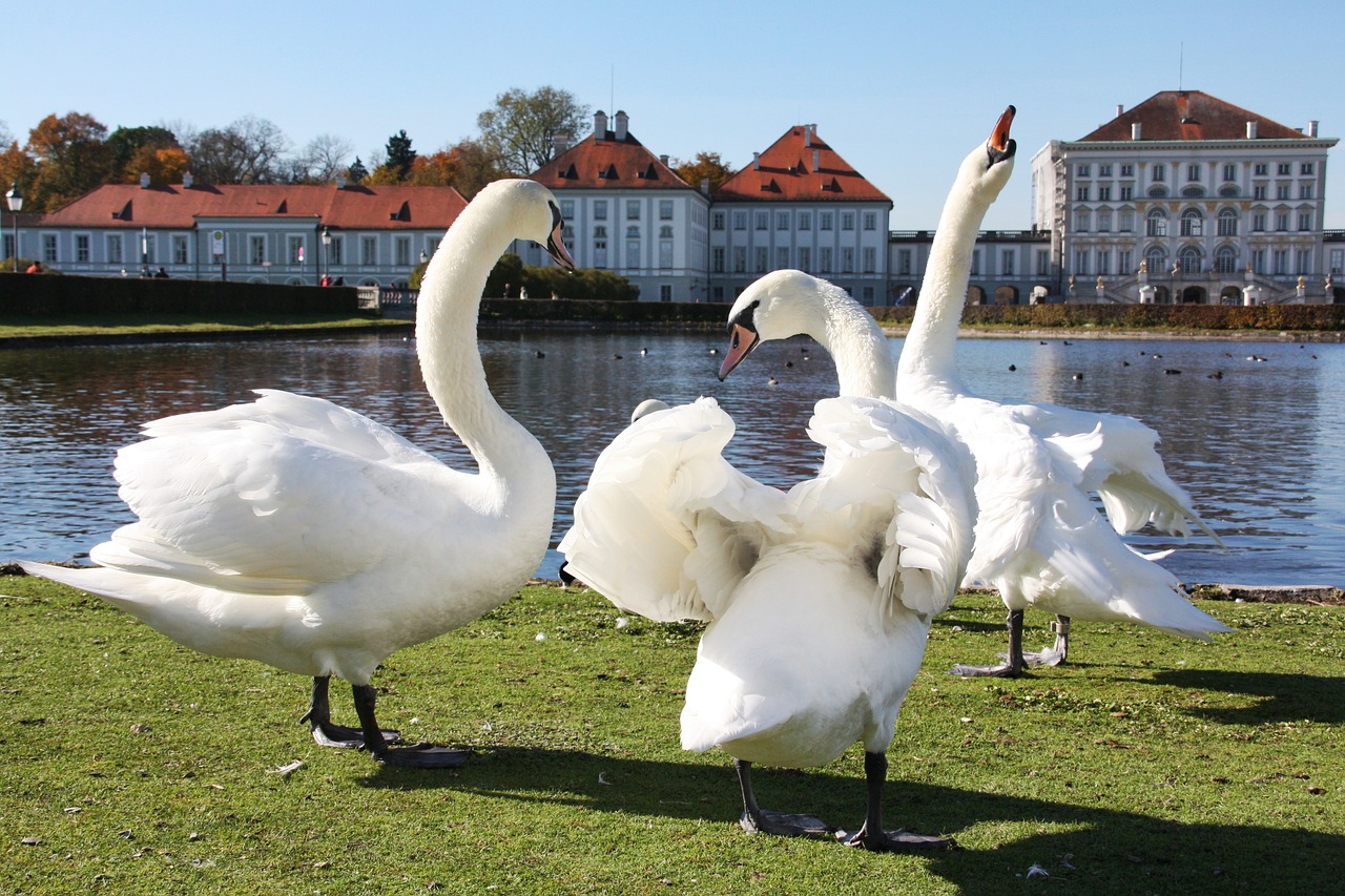 swan waters lake free photo