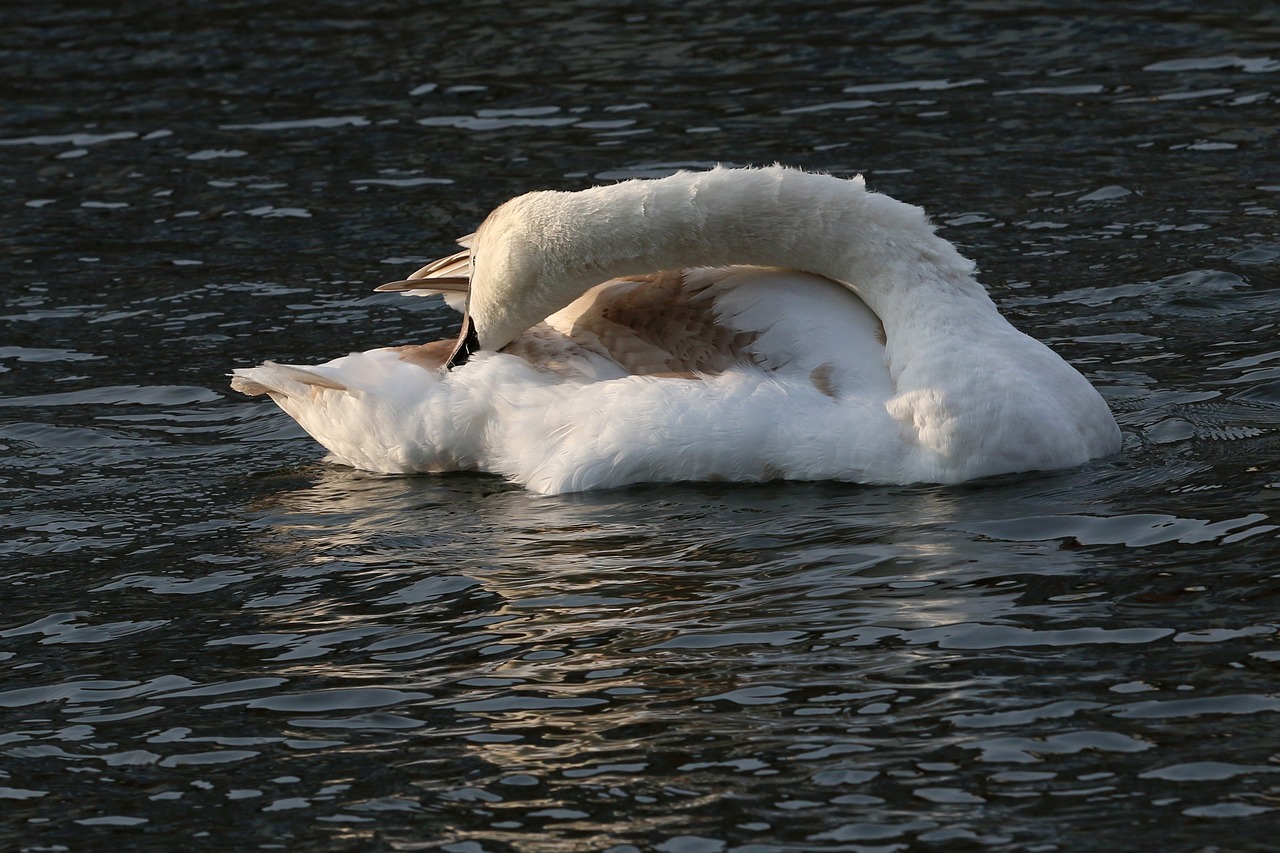 swan young bird waters free photo