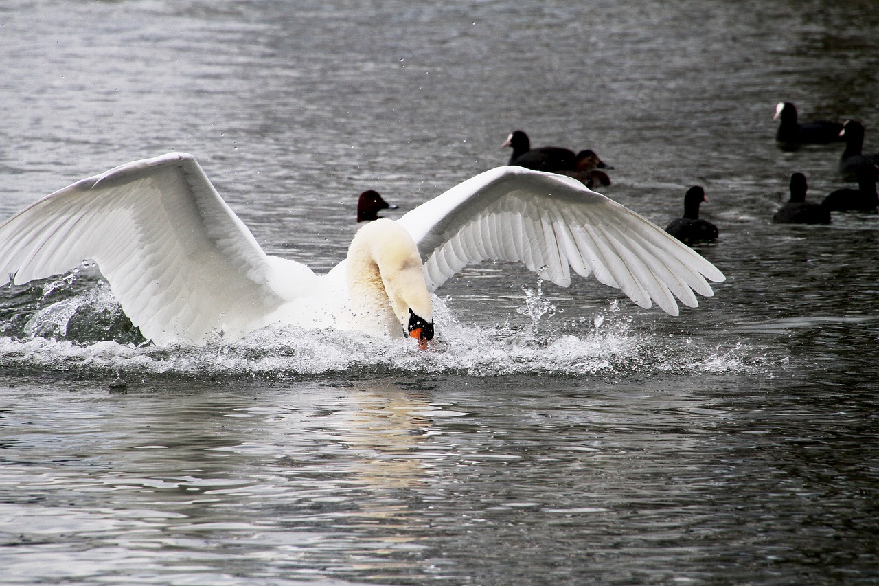 swan lake animal world free photo