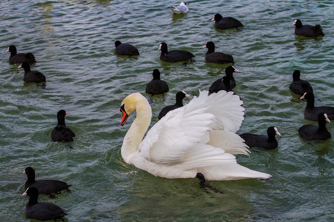 swan lake animal world free photo