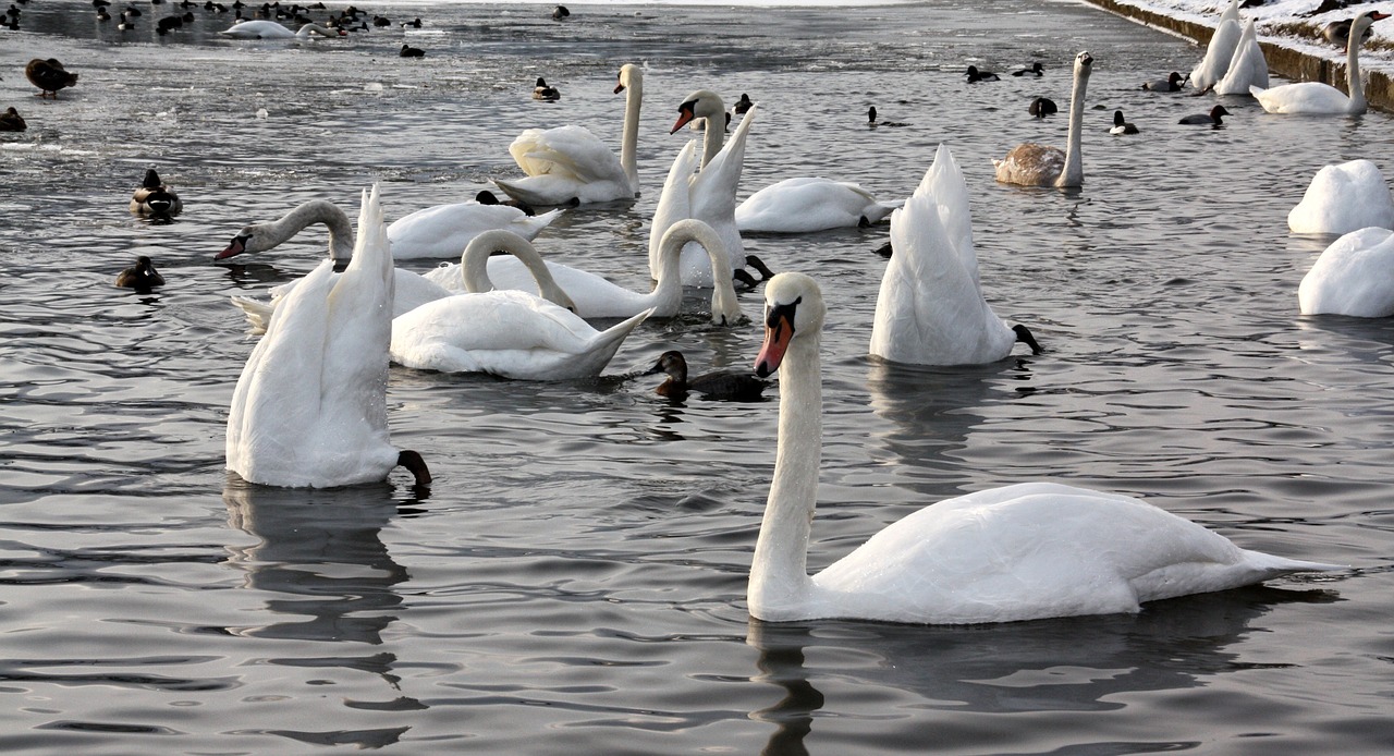 swan waters bird free photo