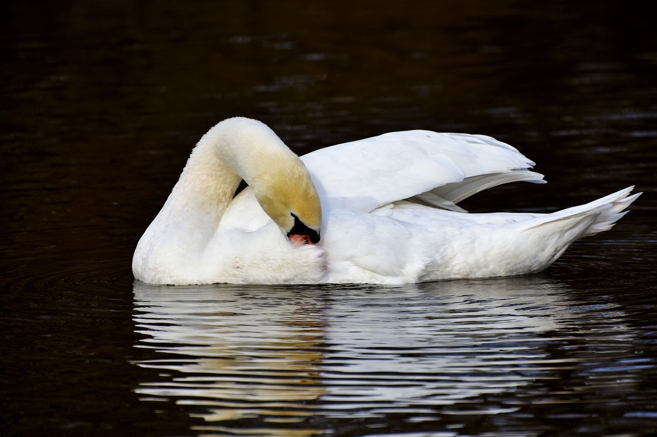 swan water bird schwimmvogel free photo