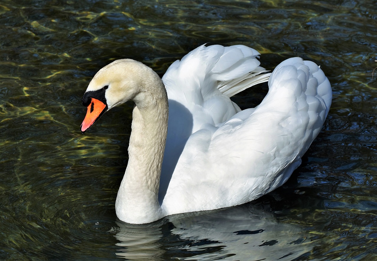 swan water bird schwimmvogel free photo