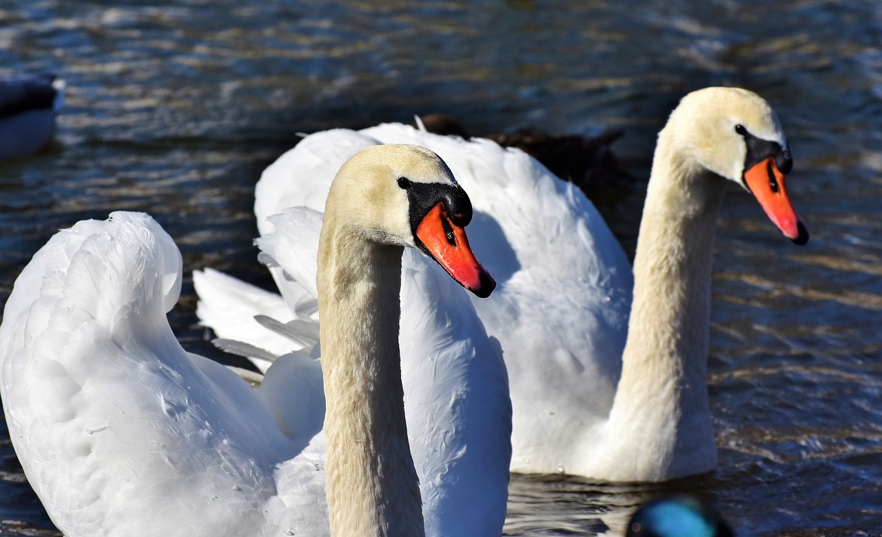 swan water bird schwimmvogel free photo