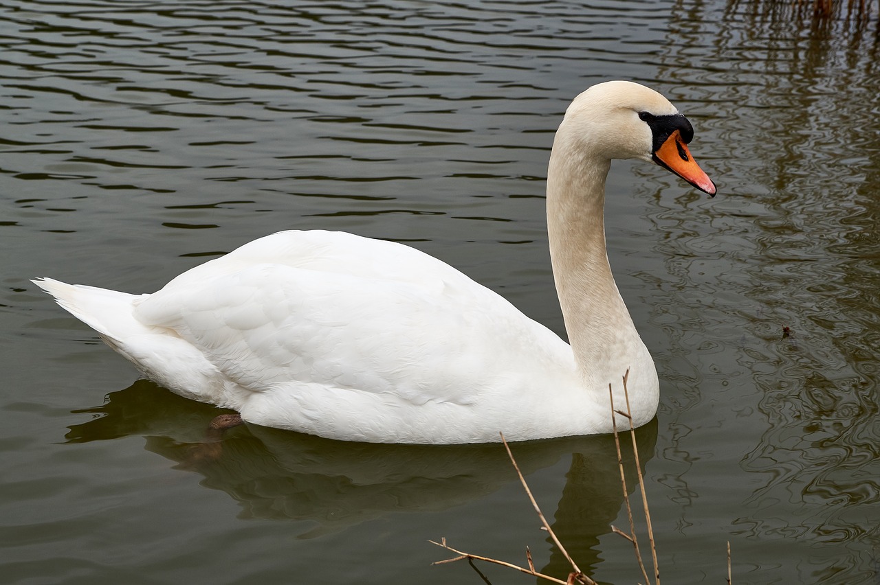 swan bird puddle free photo