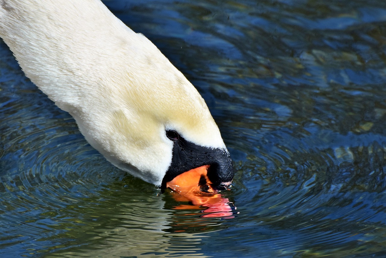 swan water bird schwimmvogel free photo