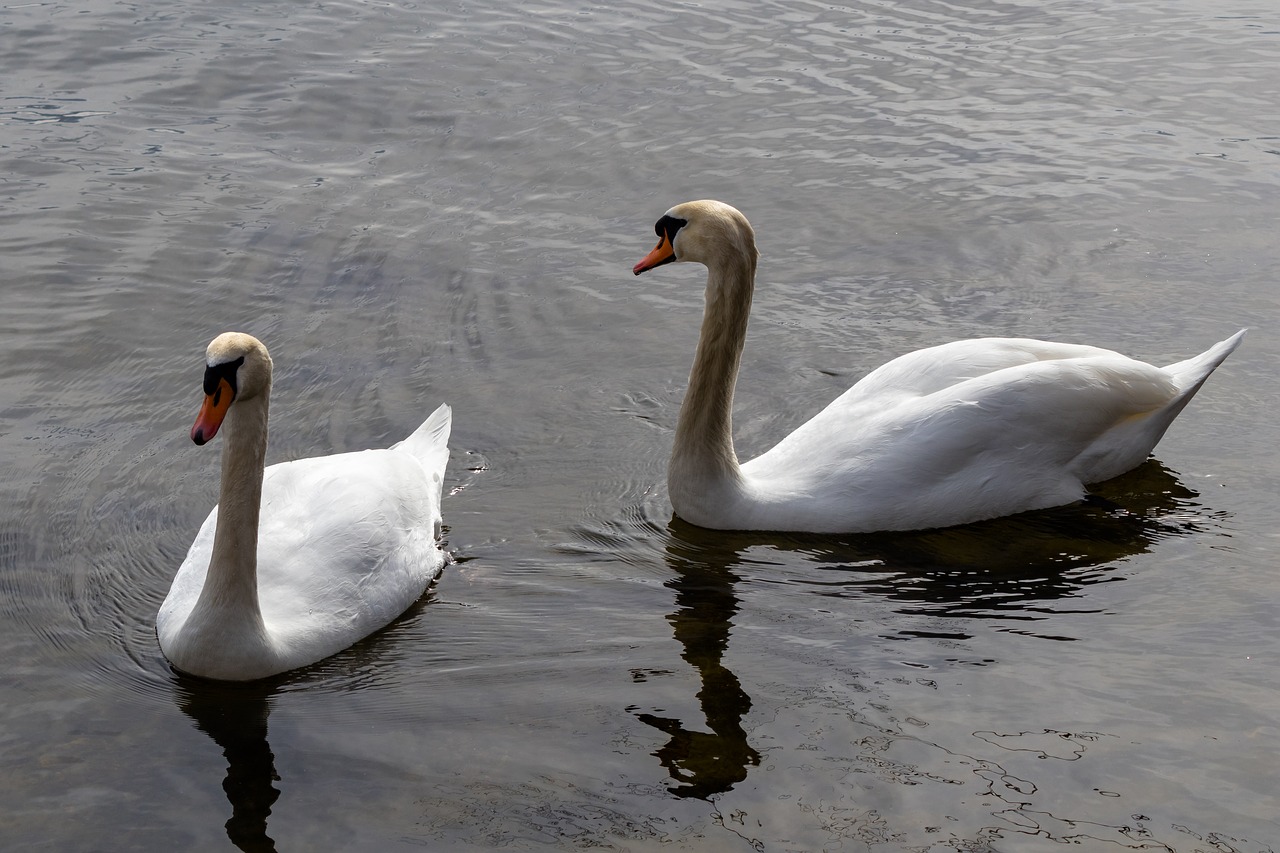 swan bird waters free photo