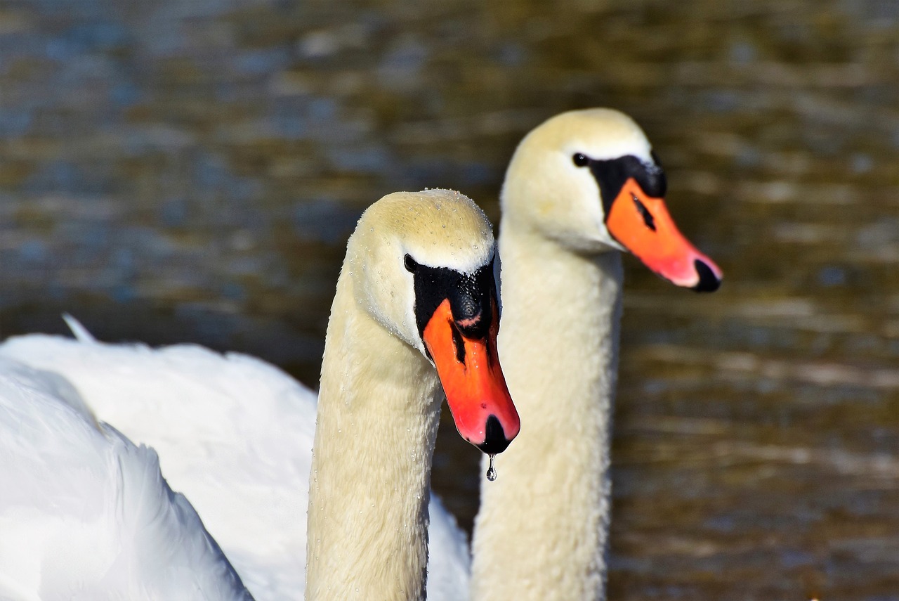 swan water bird schwimmvogel free photo