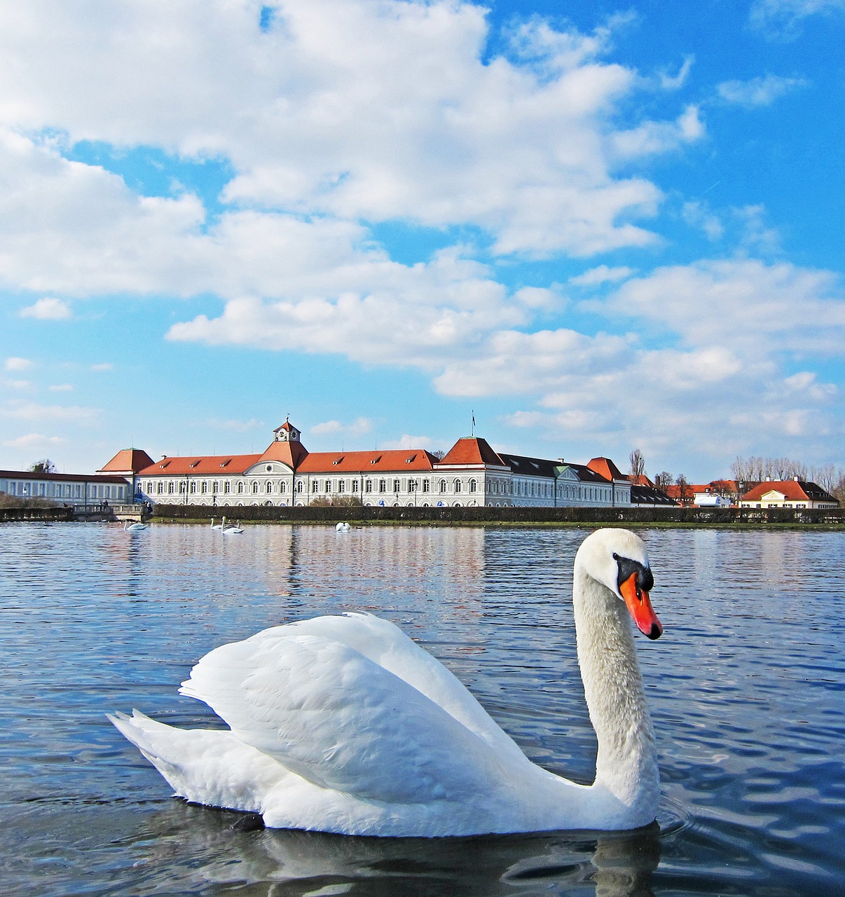 swan germany lake free photo